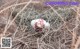 A doll laying in the middle of a field of dry grass.