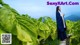 A woman in a blue robe standing in a tobacco field.